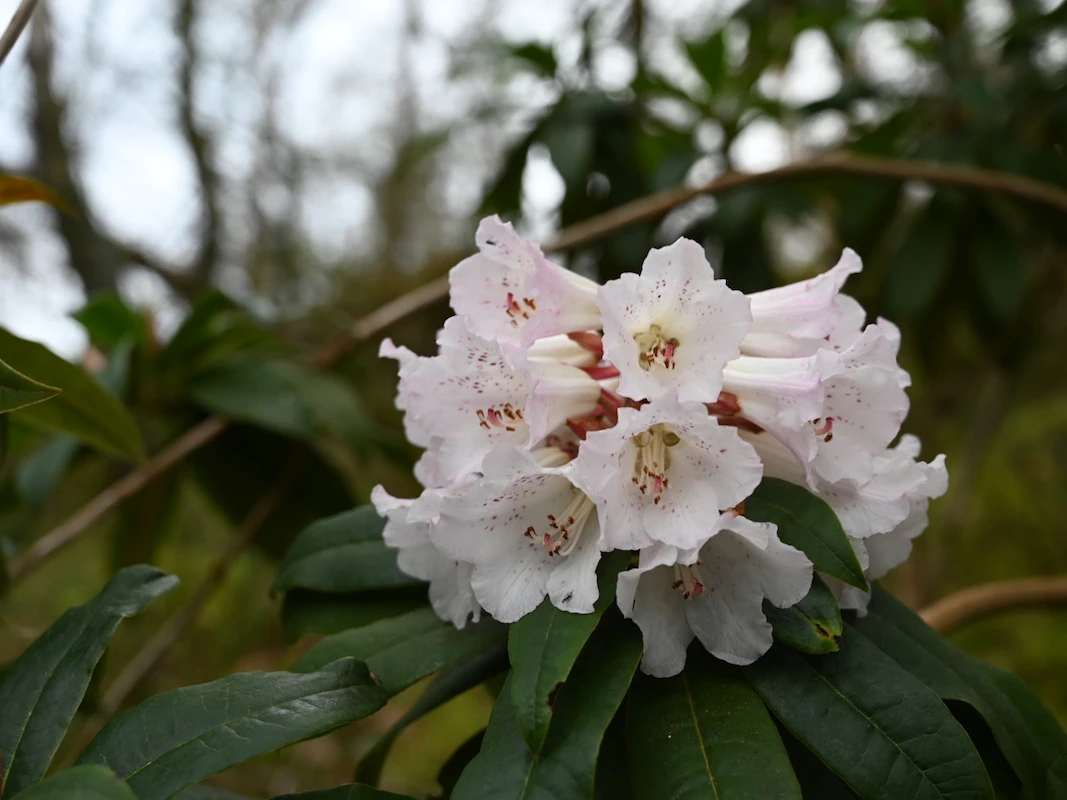 R. irroratum